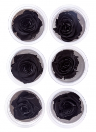 Preserved Luxurious Black Rose, Set of 6