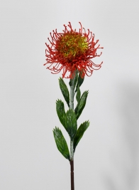 23 ½in Blooming Protea Spray