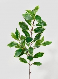 32in Pittosporum Leaf Spray