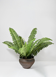 22in Potted Leather Fern Plant