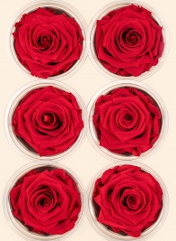 Preserved Passionate Red Rose, Set of 6