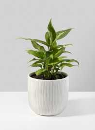 4 ½in Stripe Relief Ceramic Vase