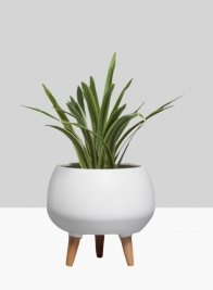 9 ½in Breakers Matte White Ceramic Planter With Wood Legs