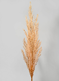 47in Tan Pampas Grass Reed