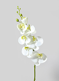 35in White & Yellow Phalaenopsis