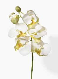 20in White Phalaenopsis