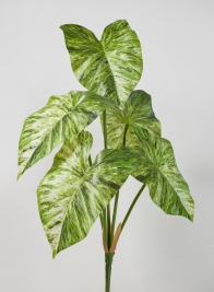 5 Leaf Variegated Caladium Stem