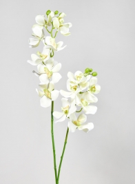 33in Green Double Orchid Stem
