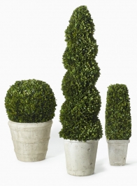 51in Spiral Boxwood Topiary in Pot