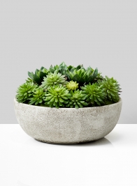 Echeveria Succulent Mix In Bowl