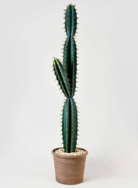 51in Blue Torch Cactus