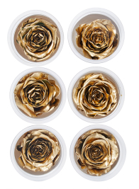 Preserved Gold Roses, Set of 6