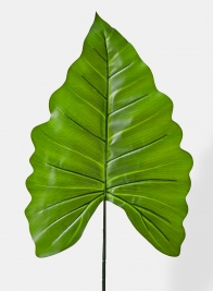 green princess leaf