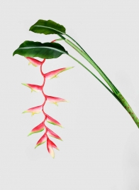 57in Hanging Heliconia Stem