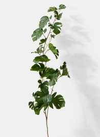 monstera leaf bush