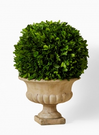 preserved real boxwood ball topiary in classic urn
