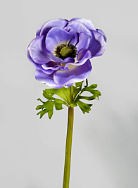 22in Blue Anemone