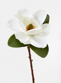 20in Magnolia