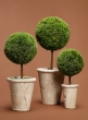 9-13-and-15-inch-Asparagus-Ball-Topiaries