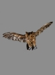 18in Flying Brown Owl