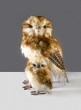 12in Brown Owl