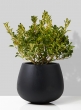 gold spot euonymus in black pot