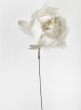 white feather peony christmas flowers