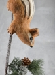 Brown Squirrel Branch