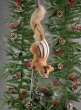 Brown Squirrel Branch