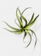 12in Frosted Tillandsia