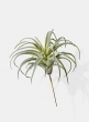 7in Frosted Tillandsia