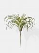 7in Frosted Tillandsia