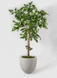 54in Mini Ficus Tree