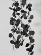 6ft Black Eucalyptus Garland