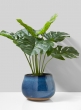 Monstera Plant In Cement Pot