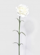 24in White Carnation