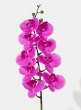 38in Pink Phalaenopsis Orchid