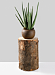 12in Paulownia Wood Tree Trunk Vase