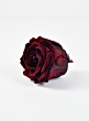 Preserved Burgundy elegant red wine rose, Set of 6