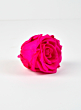 Preserved Dark Pink Rose, Set of 6