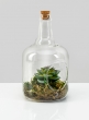 Small Rio Bottle Terrarium