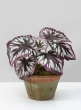 Potted Begonia Cathayana