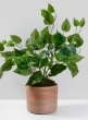 Potted Pothos