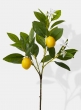 23in Baby Lemon Tree Pick