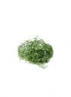 200cu - Green Preserved Spanish Moss