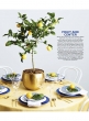 fruit forward dwarf citrus meyer lemon tree wedding reception table centerpiece