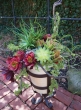 planted succulent pot permanent display