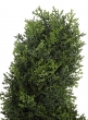 5-Foot Faux Cypress Spiral Tree